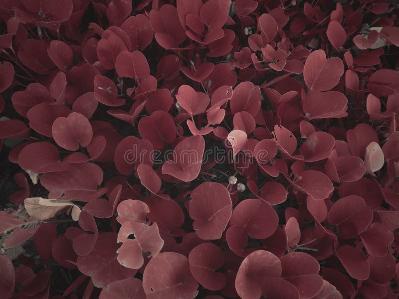 Brown Leafed Plants Picture. Image 115976919