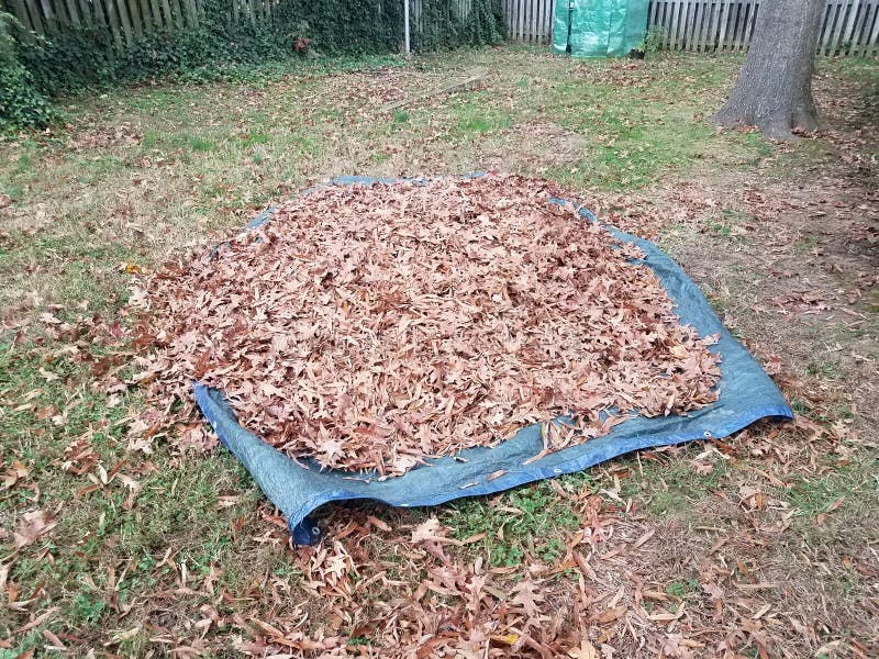 Blue Tarp and Fallen Brown Leaves in Autumn or Winter Stock Photo