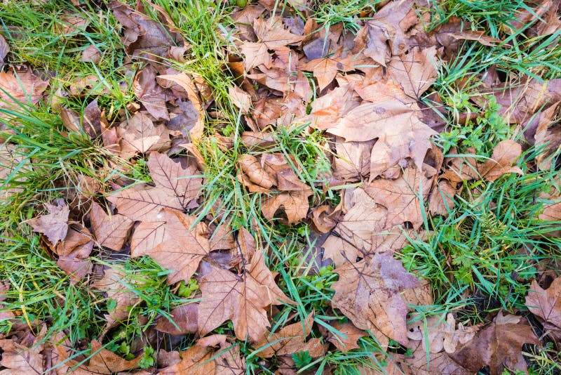 Brown Leaves Fallen on Grass Stock Image Image of maple, grass 51670147