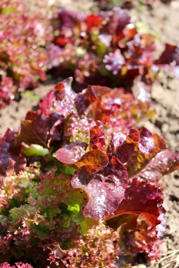 Brown Leaves of Useful Lettuce Stock Image Image of meal, salad 43562925