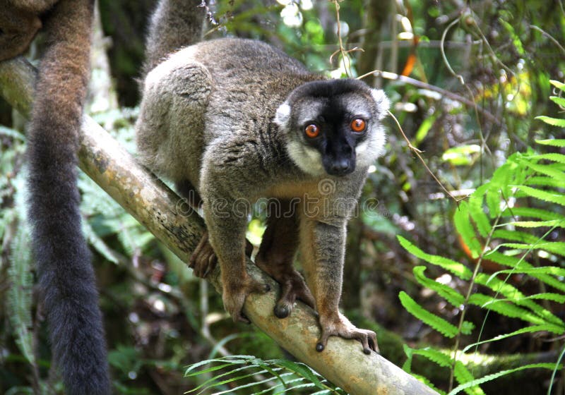 Brown Lemur stock photo. Image of arboreal, hanging, ferile 32207590