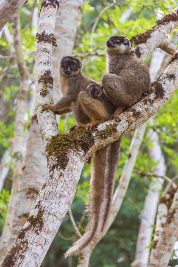 Brown lemury rodzinni