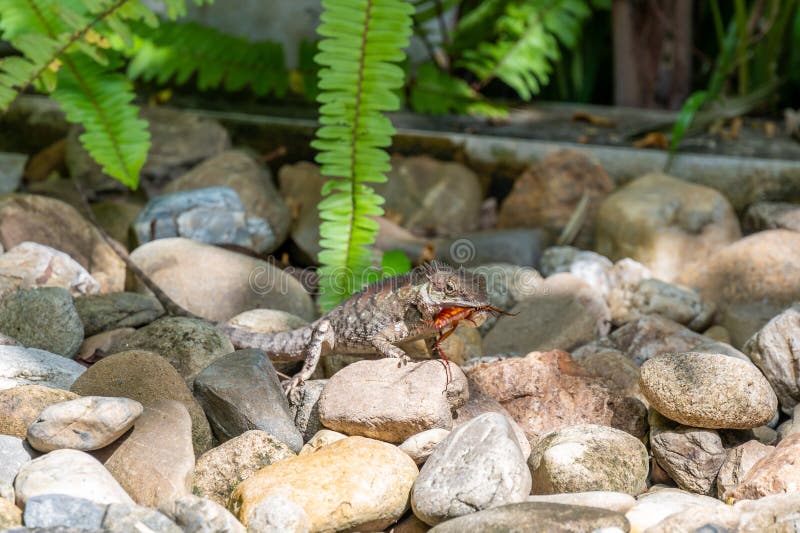 lizard eating insect