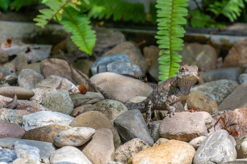 Lizard Eating Insect