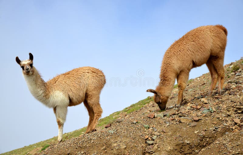 Brown llama lama glama royalty free stock image