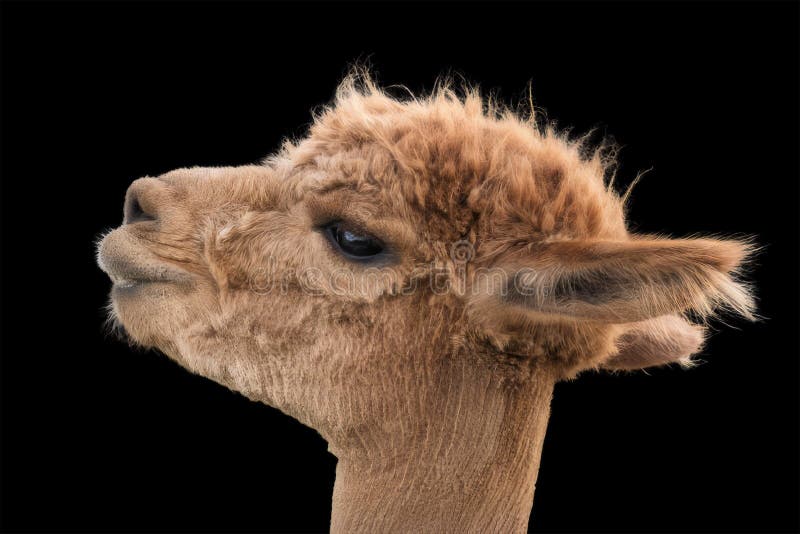 Brown llama portrait with expressive features isolated on a black background. The portrait captures the charming profile of a brown llama, showcasing its soft fur and curious expression against a stark black background