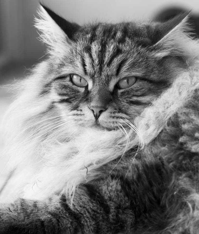 Brown Long Haired Cat of Siberian Breed Stock Photo - Image of adorable ...