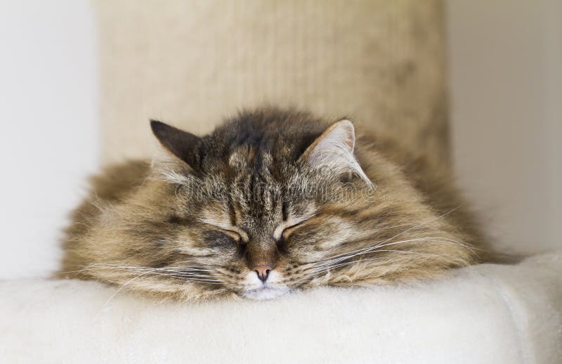 Brown Mackerel Cat of Siberian Breed in the Garden Stock Photo Image