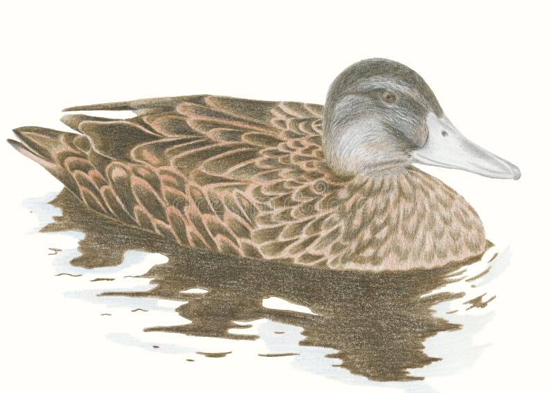 Brown mallard duck vector illustration