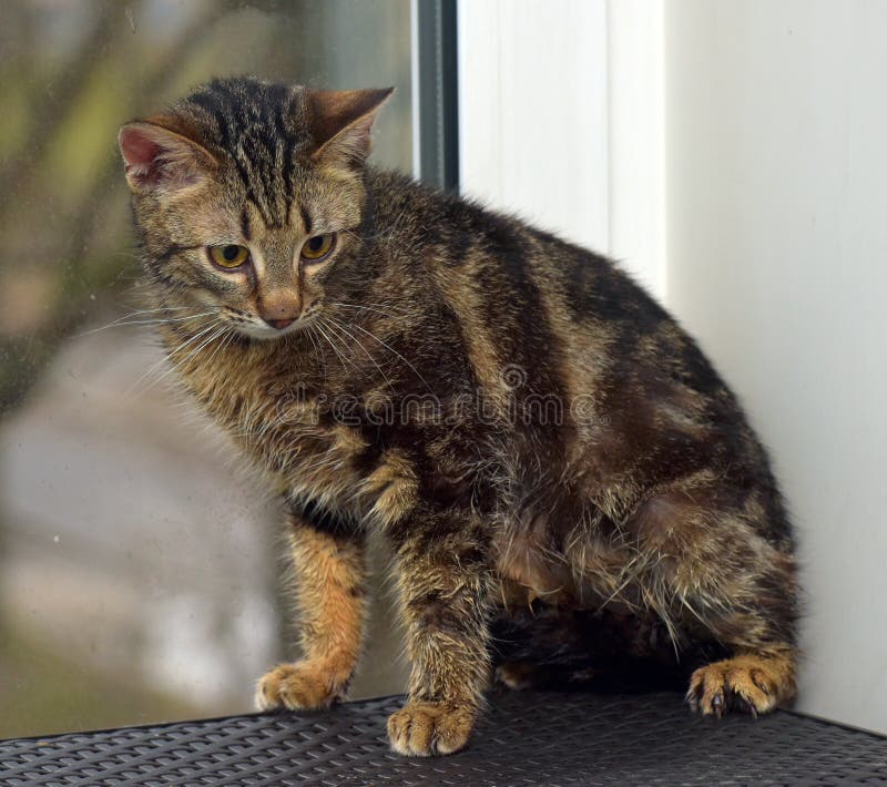 Brown Marbled Young Cat on the Windowsill Stock Photo Image of ears