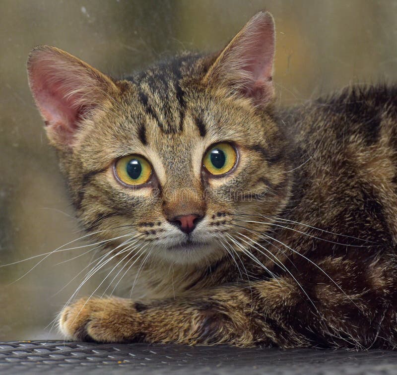 Brown Marbled Young Cat on the Windowsill Stock Image Image of cats