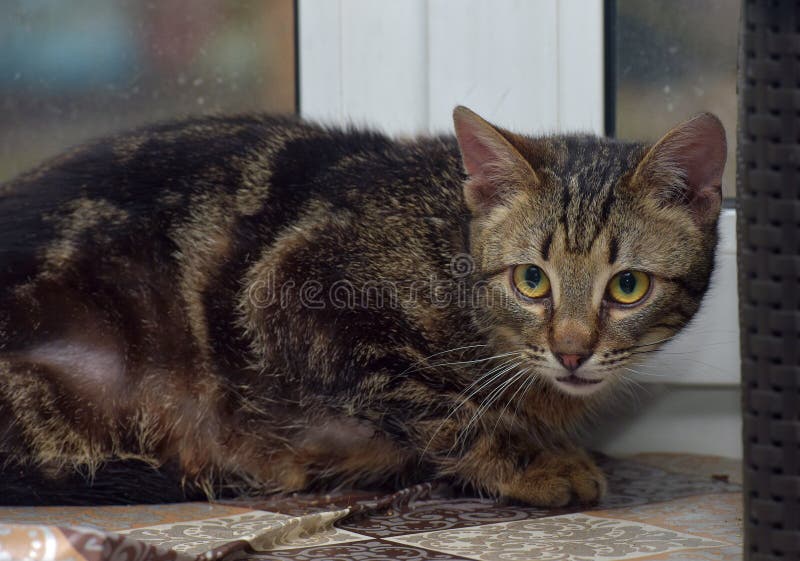 Brown Marbled Young Cat on the Windowsill Stock Photo Image of cute
