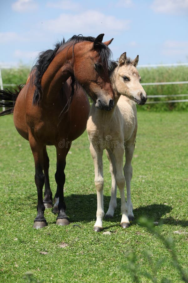 Brown mare with palomino foal on pasture