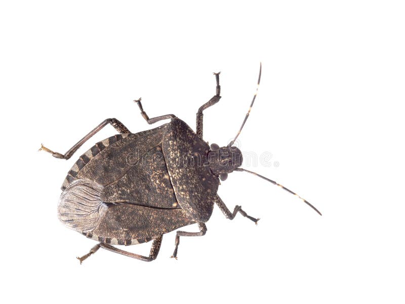 Brown marmorated stink bug Halyomorpha halys, an invasive species from Asia. Isolated on white. stock images Brown marmorated stink bug Halyomorpha halys, an invasive species from Asia. Isolated on white. stock images