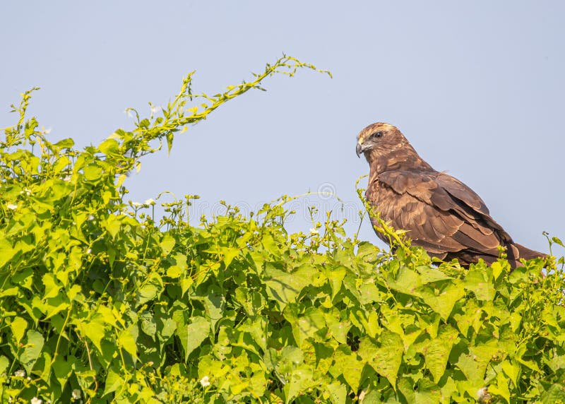 Brown Marsh Harrier Falcon Bird Perched on a Green Bush Stock Image