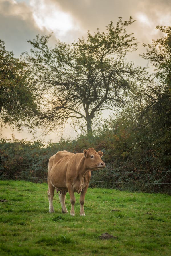 Brown Cow in Pasture