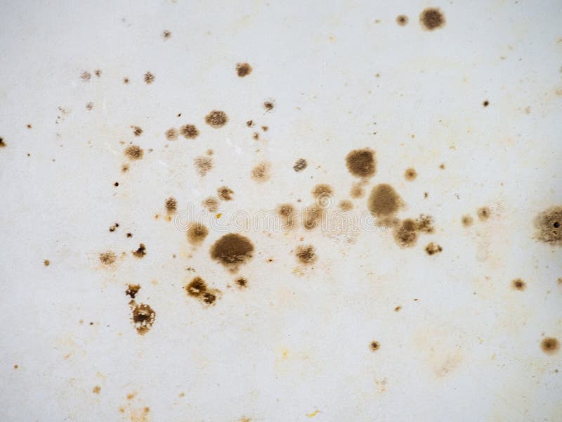 Brown Mold on White Bathroom Enamel. Bacteria House Concept Stock Image