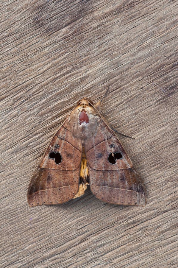 Brown moth