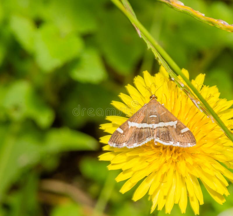 Brown moth on yellow daisy