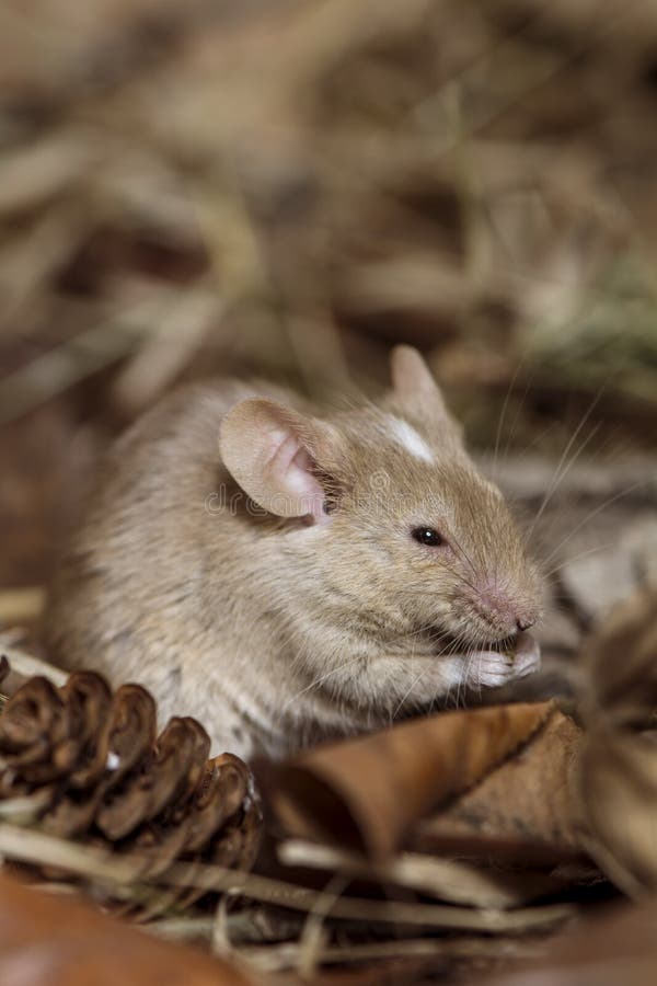 Brown mouse field royalty free stock photography Brown mouse field royalty free stock photography
