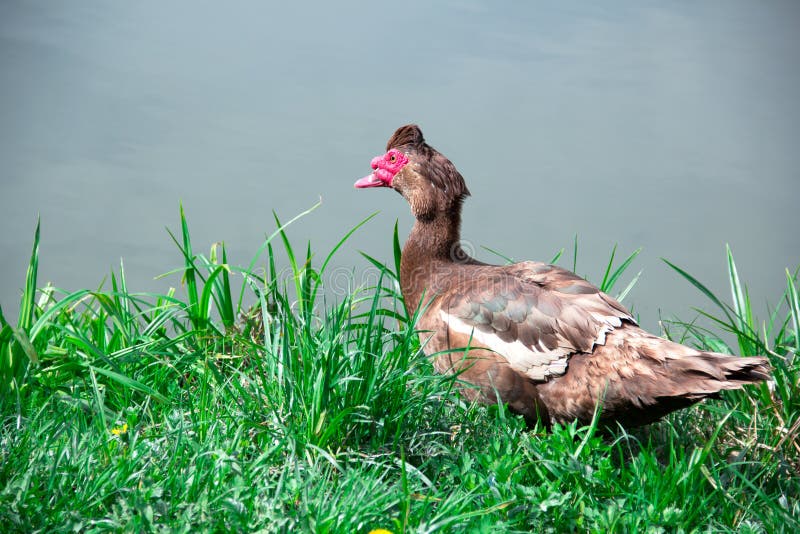573 Brown Muscovy Duck Grass Stock Photos Free & RoyaltyFree Stock