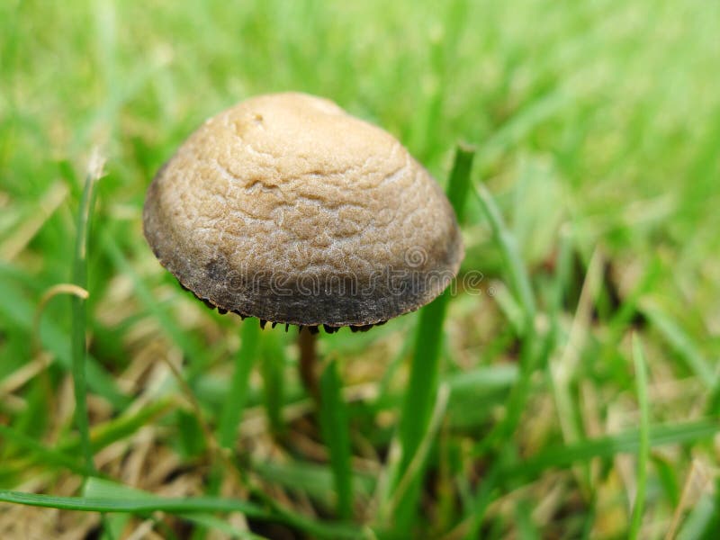 Brown Mushroom in the Grass Stock Photo Image of mushroom, autumn