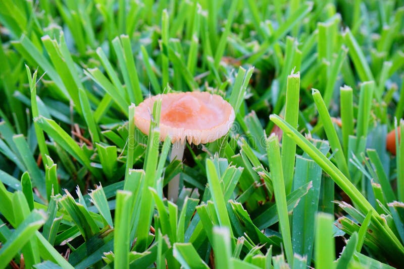 Brown Mushroom on the Grassland Stock Photo Image of culinary, grow