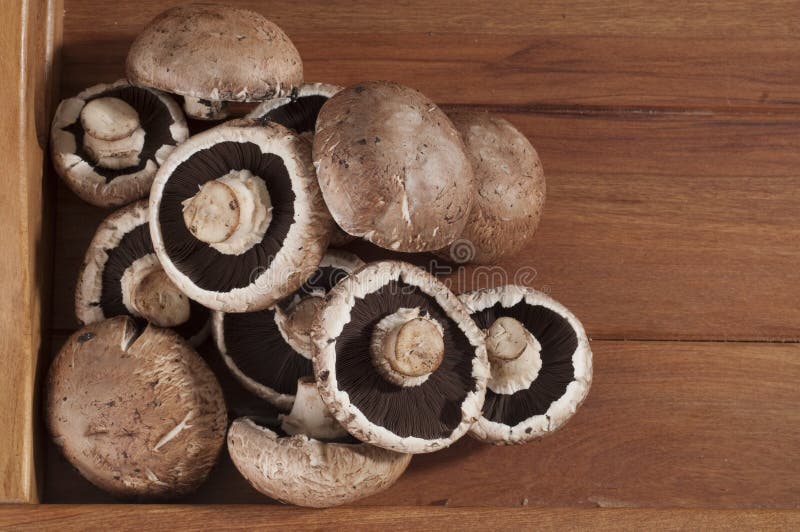151,219 Brown Mushrooms Stock Photos Free & RoyaltyFree Stock Photos