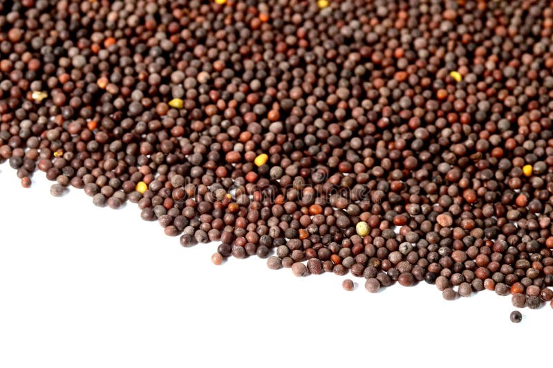 Black Mustard Seeds (Brassica Nigra) Stock Photo Image of mustard