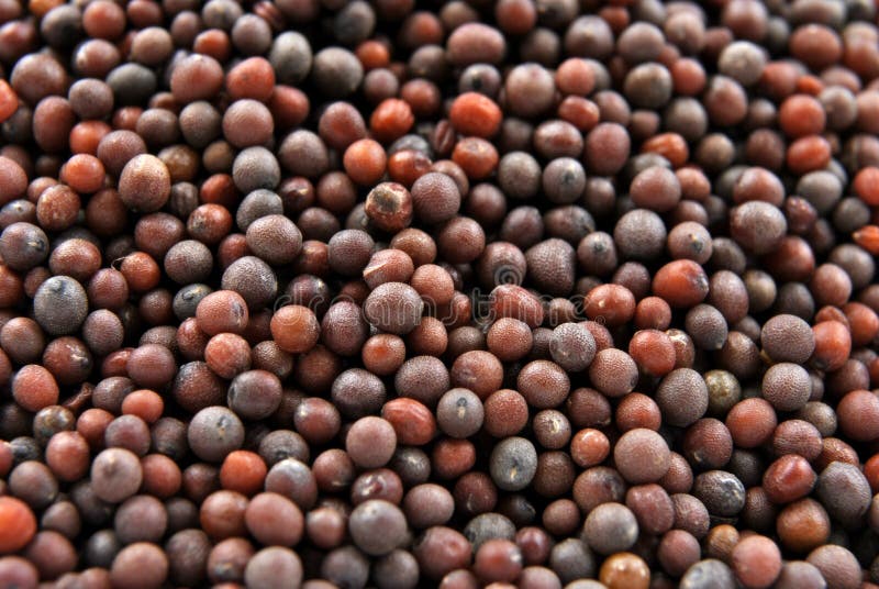 Brown Mustard Seeds Are Round Seed Stock Photos Image 11972593