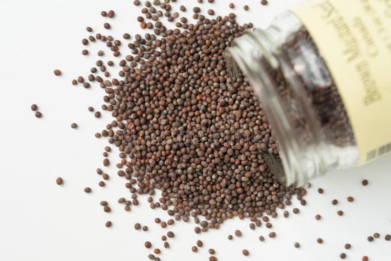 Brown Mustard Seeds Spilled from a Jar Stock Photo Image of seeds
