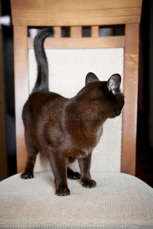 Brown młody burmese kot obrazy royalty free Brown młody burmese kot obrazy royalty free