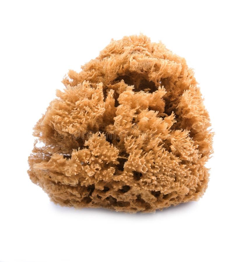 Brown natural sponge stock photo. Image of hygien, sponge - 34259388