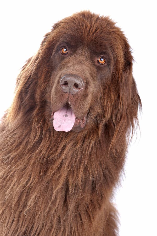 Brown Newfoundland Pup with His Ears Up Stock Image - Image of fluffy