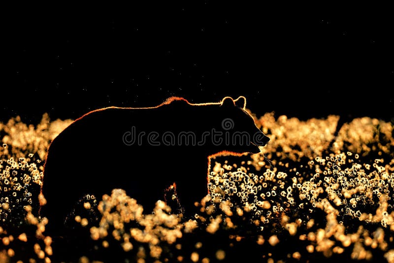 Brown niedźwiedzia kontur Brown niedźwiedzia sylwetka w czerni obraz royalty free Brown niedźwiedzia kontur Brown niedźwiedzia sylwetka w czerni obraz royalty free