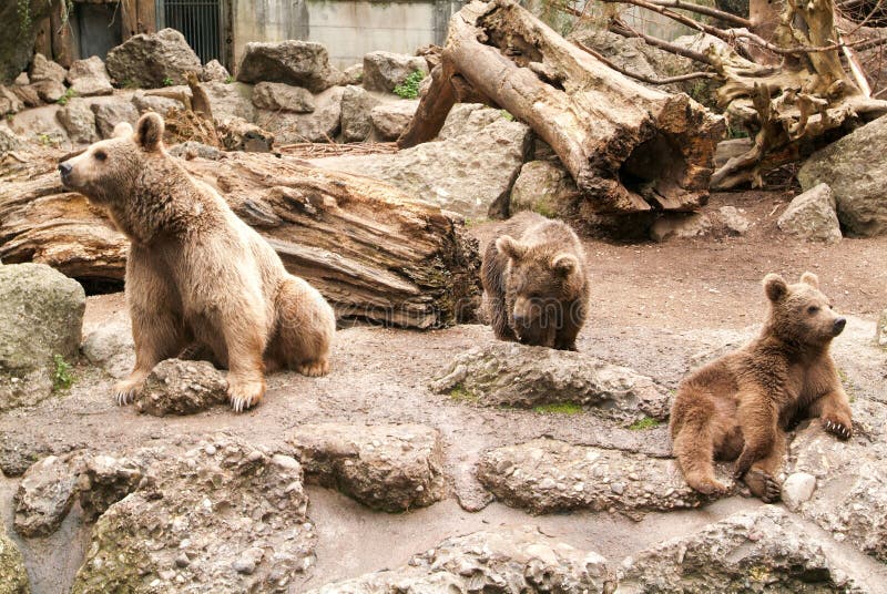 Brown niedźwiedzie przy zoo przy Goldau zdjęcie royalty free Brown niedźwiedzie przy zoo przy Goldau zdjęcie royalty free