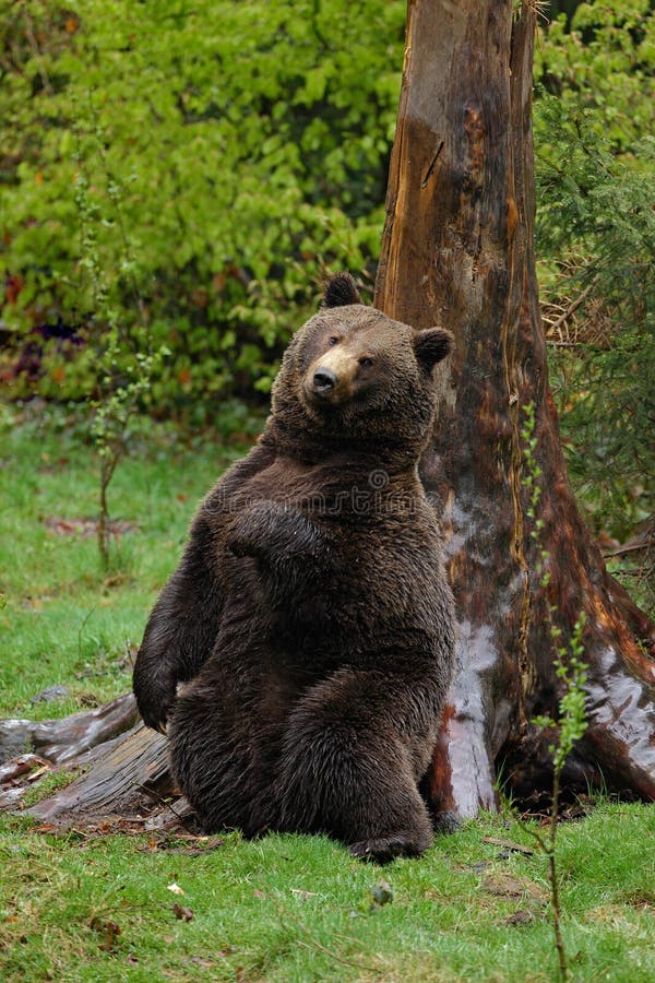 Brown niedźwiedź, Ursus arctos, hideen narys na drzewnym bagażniku w lesie z powrotem obraz stock Brown niedźwiedź, Ursus arctos, hideen narys na drzewnym bagażniku w lesie z powrotem obraz stock