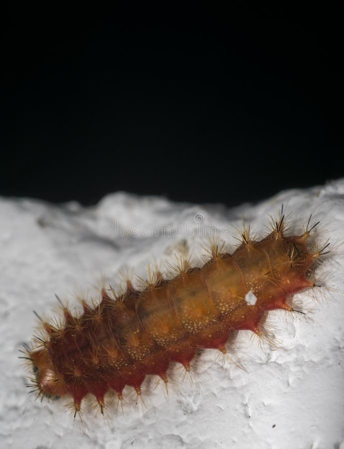 Brown and Orange Caterpillar on a Wall Stock Image Image of hair