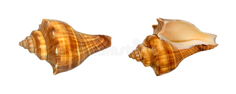 Brown and orange Sea shells isolated on white