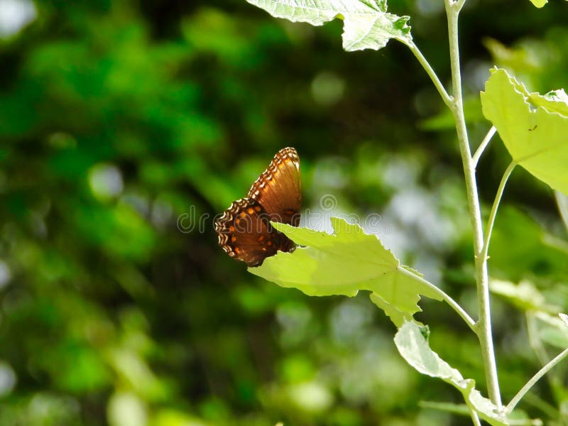 Brown Orange and White Butterfly Perched on Green Leaf Stock Image