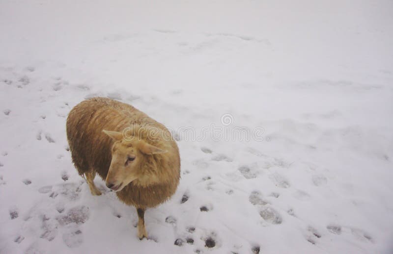 Brown/ovejas beige que presentan en la nieve fotografía de archivo libre de regalías Brown/ovejas beige que presentan en la nieve fotografía de archivo libre de regalías