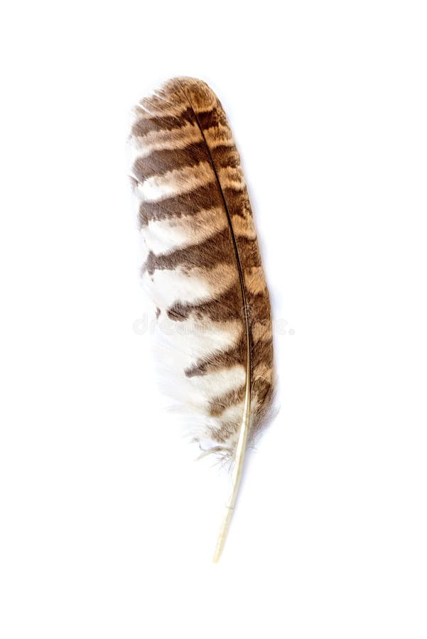 Brown owl feather