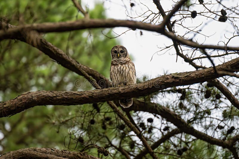 Brown Owl Perching on a Tree Branch Stock Image - Image of animal ...