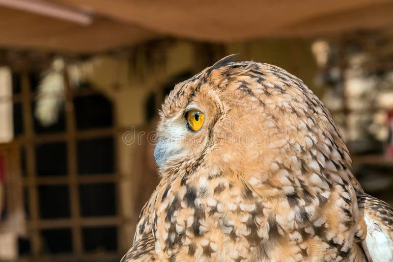 Brown Owl is a Species of Owl Having Super Binocular Vision and