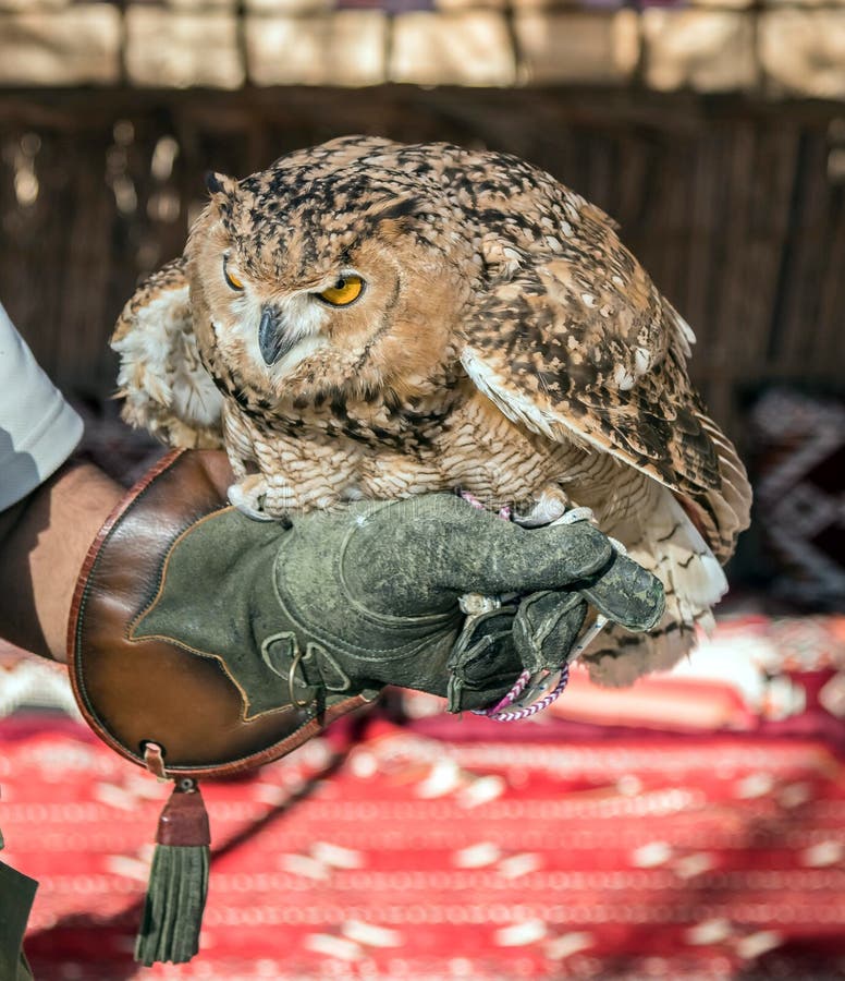 Brown Owl is a Species of Owl Having Super Binocular Vision and