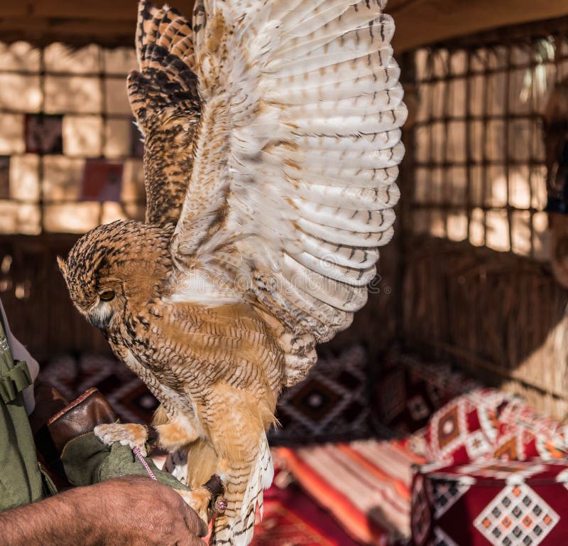 Brown Owl is a Species of Owl Having Super Binocular Vision and