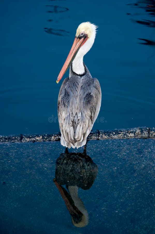 Brown Pelican royalty free stock photography Brown Pelican royalty free stock photography