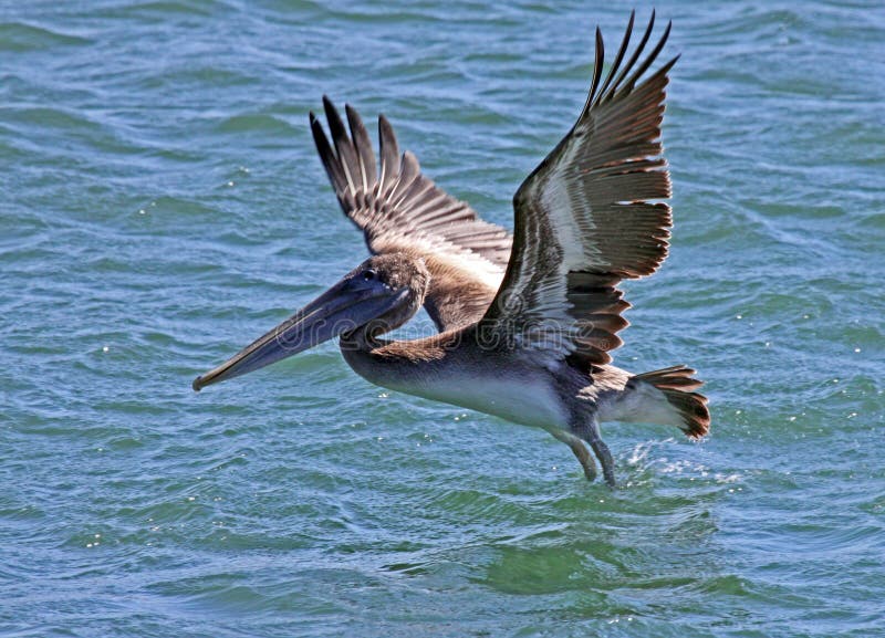 Brown Pelican