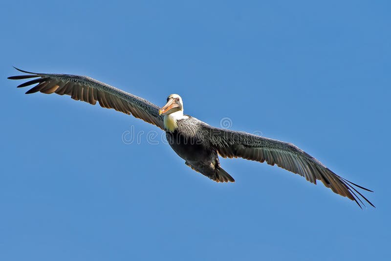 Brown Pelican royalty free stock photos Brown Pelican royalty free stock photos