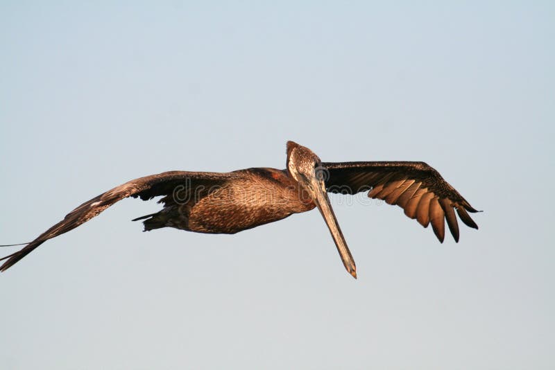 Brown pelican
